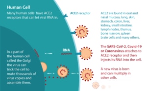 coronavirus-replication